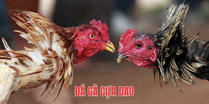 Luật đá gà QQ88 - Yếu tố quyết định giúp bạn chiến thắng 3 Đá gà cựa dao tại ku